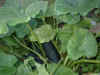 courgette1_22aug04.jpg (86986 bytes)