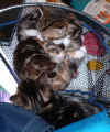 kittens1 14Dec2003.jpg (78147 bytes)