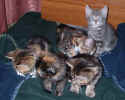 kittens1 24Dec03.JPG (79882 bytes)