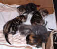 kittens1 25Nov2003.jpg (88716 bytes)