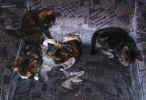 kittens2 23Dec03.jpg (89820 bytes)