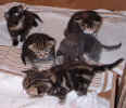 kittens2 25Nov2003.jpg (78622 bytes)