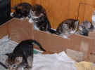 kittens2 8Dec03.jpg (84470 bytes)