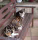 kittens_1 27Jun04.jpg (56134 bytes)