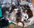 kittens 20Dec03.jpg (97379 bytes)