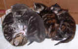 kittens 23Nov03.JPG (78117 bytes)
