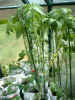 tomatoes&peppers_21May05.jpg (89026 bytes)