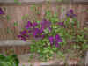 clematis_bk_06Jun05.jpg (101312 bytes)