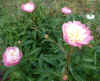 peony_Bowl_of_Beauty_06Jun05.jpg (106635 bytes)